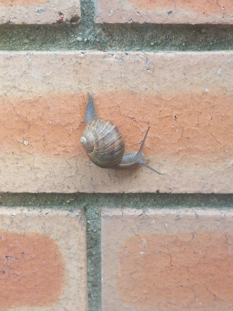 A brown garden snail on red brick.