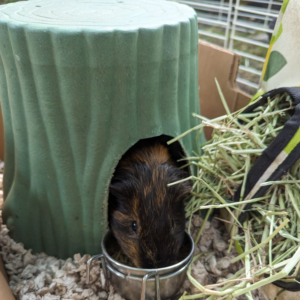 Cracker Jack poking out from his tent!
