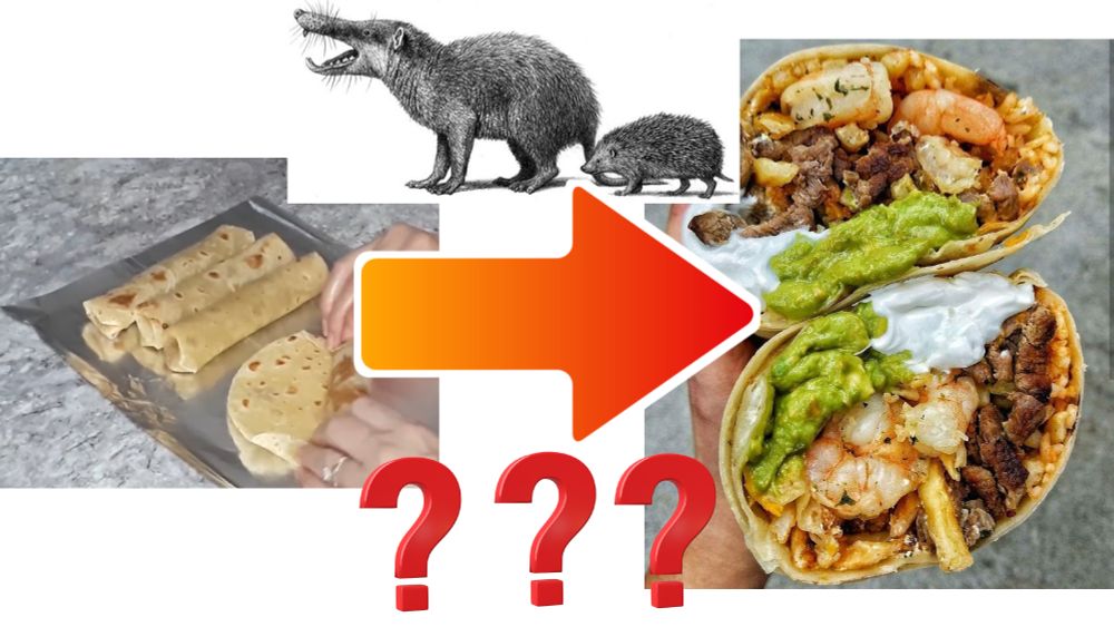 Collage showing the evolution of a burrito. On the left, a video still of hands making small traditional northern mexican burritos. Above, an illustration of a hedgehog and a large more aggressive version. A large, orange arrow points to the right, where a photo shows a giant california style burrito. Three red question marks are in the foreground are shown below.

All trying to look like a slide in the worst powerpoint presentation ever
