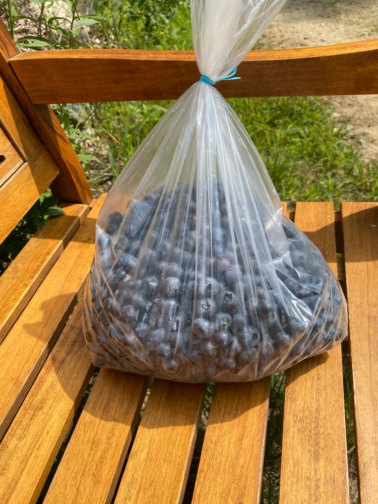 A full quart size plastic bag filled with blueberries. 