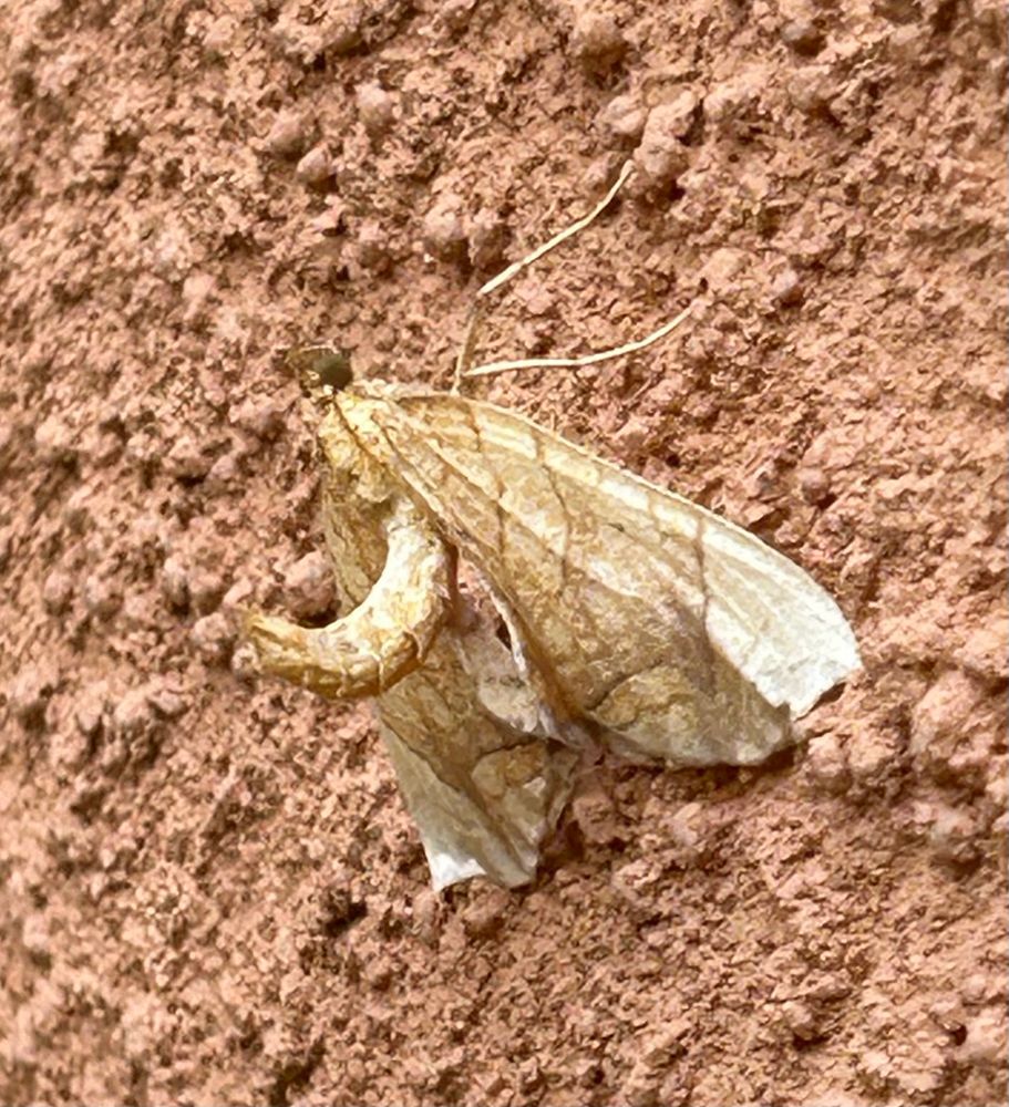 Pale brown moth with abdomen curled like a scorpion’s tail. Triangular wings beige with irregular, widely spaced brown pinstripes. Moth perched on terra cotta colored stucco wall. 