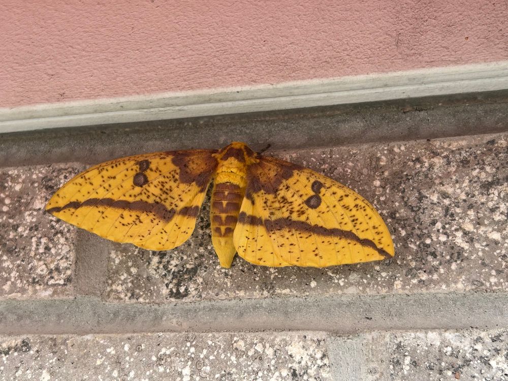 Huge moth with broad wings. Bright yellow with horizontal reddish brown stripe and blotches and speckles. Body yellow with brownish red bars. Resting on brick exterior of a convenience store, directly beneath a light. 