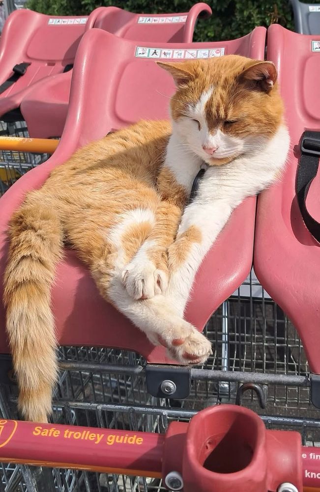 A photo of a ginger and white cat, napping in the child seat of a shopping trolley.