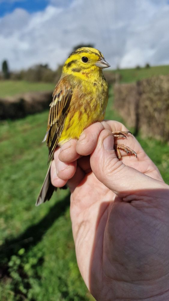 Male yellowhammer