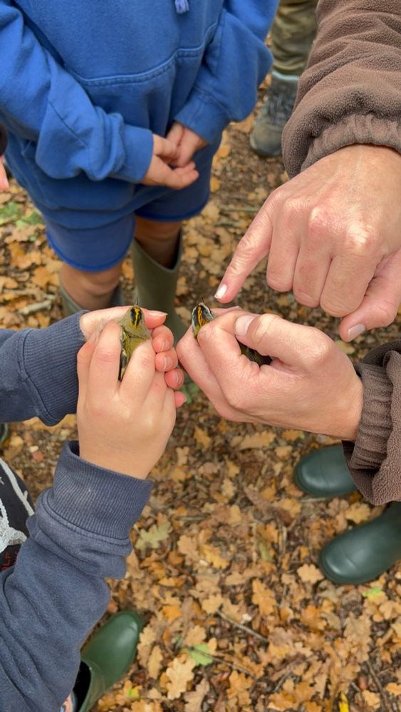 Firecrest (right) and Goldcrest (left)