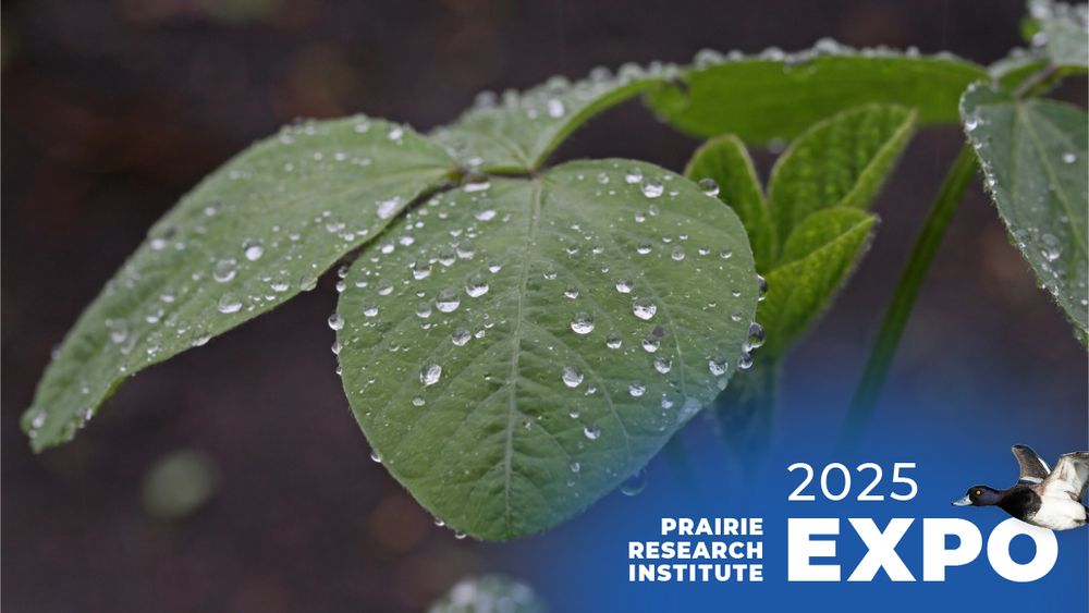 A soybean leaf with water drops on it.
