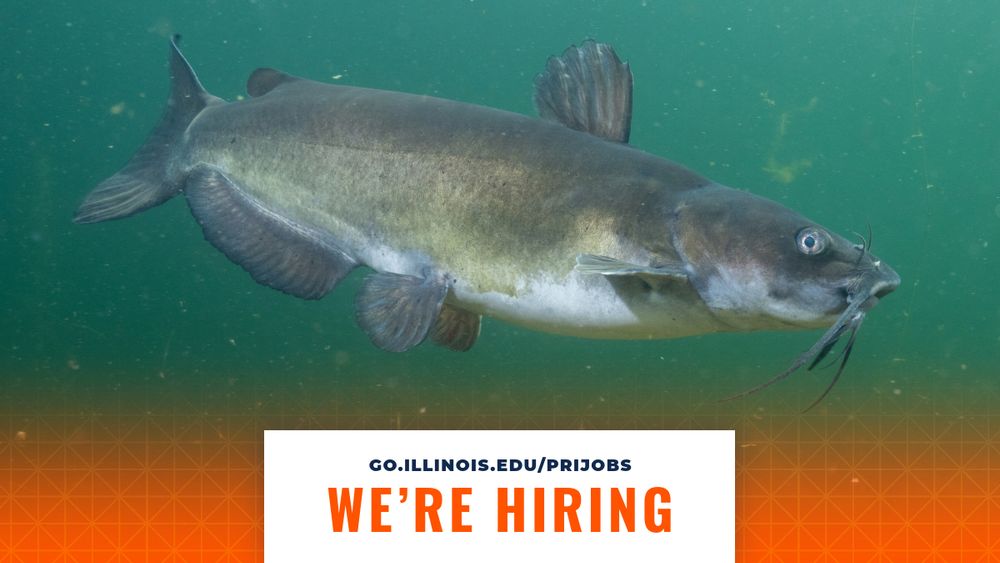 A channel catfish underwater. At the bottom, it says, "we're hiring go.illinois.edu/prijobs"