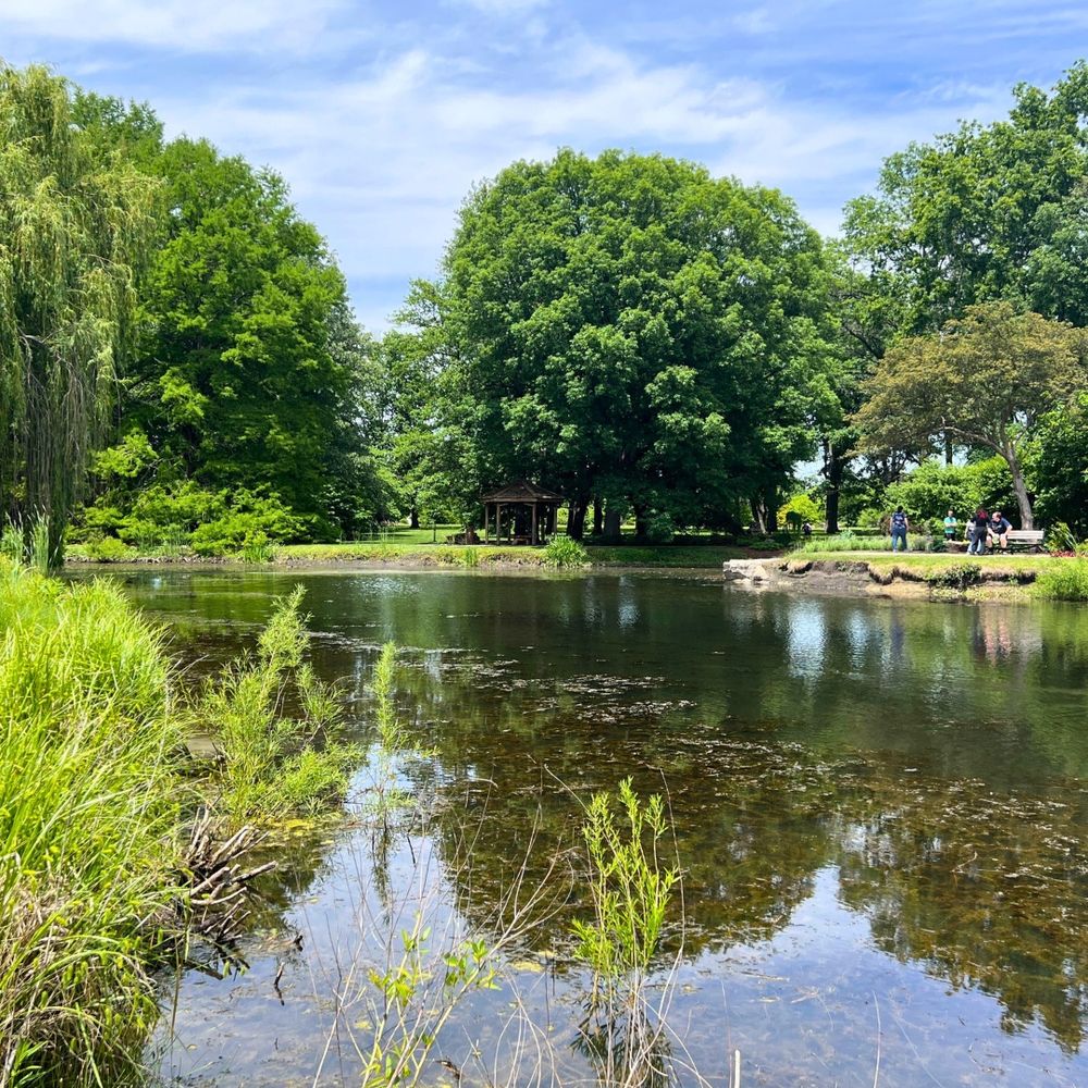 A landscape of the pond at the arboretum.