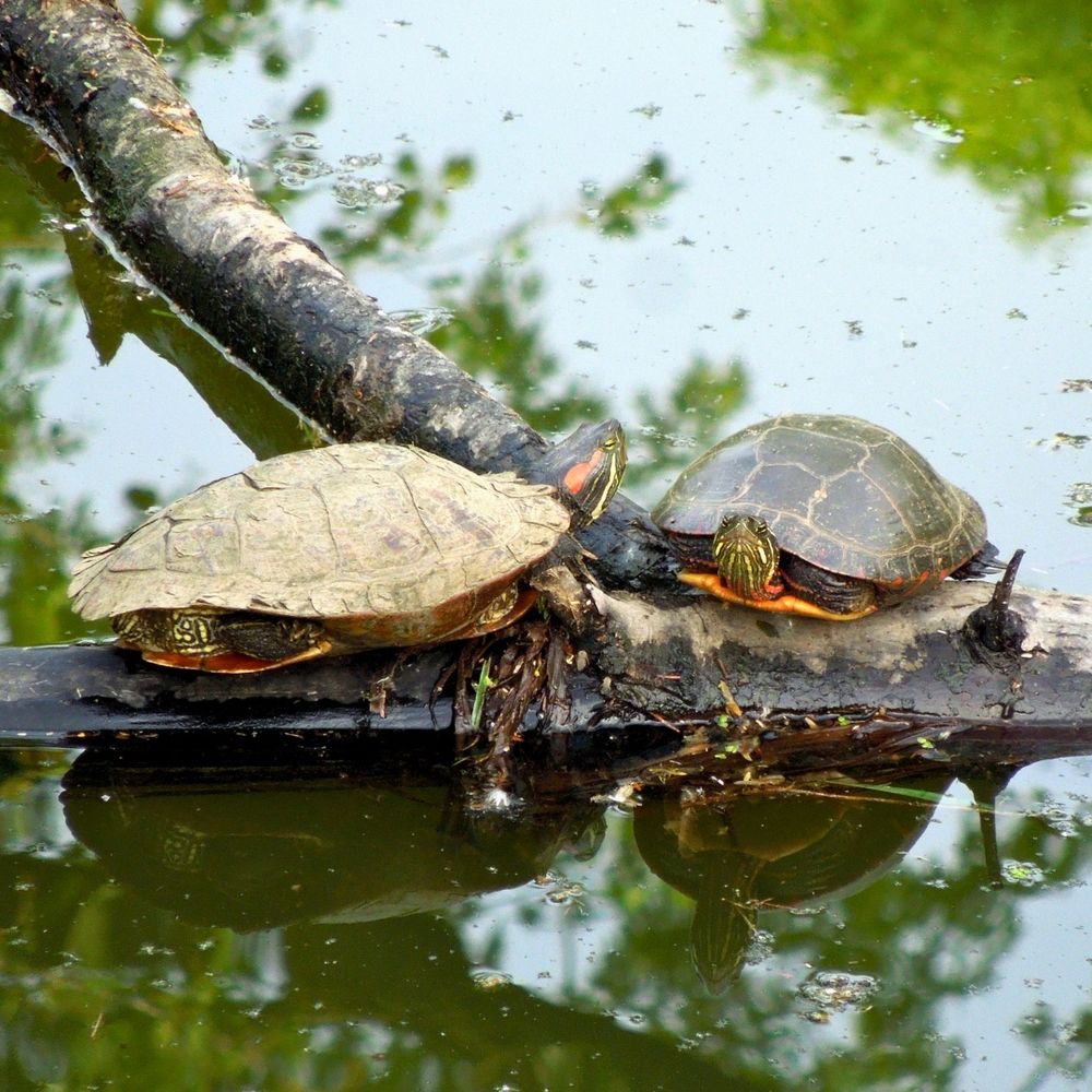Two turtles on a log.