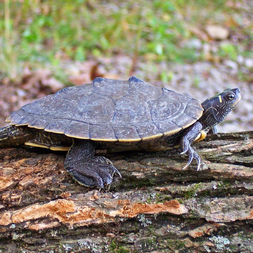 A false map turtle on a log.