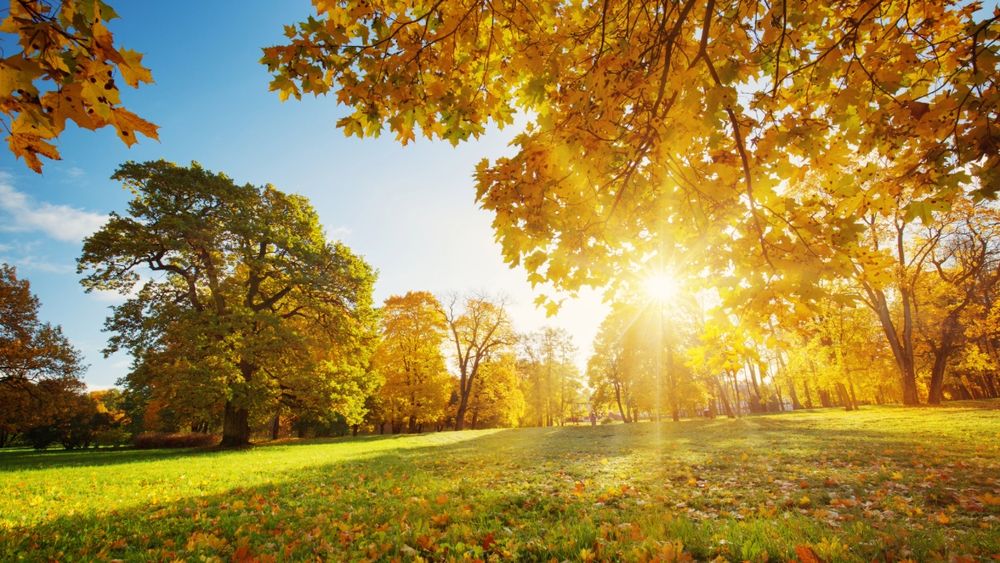 The sun flashing through orange leaves on a tree. In the background, more trees in autumn and a blue sky.