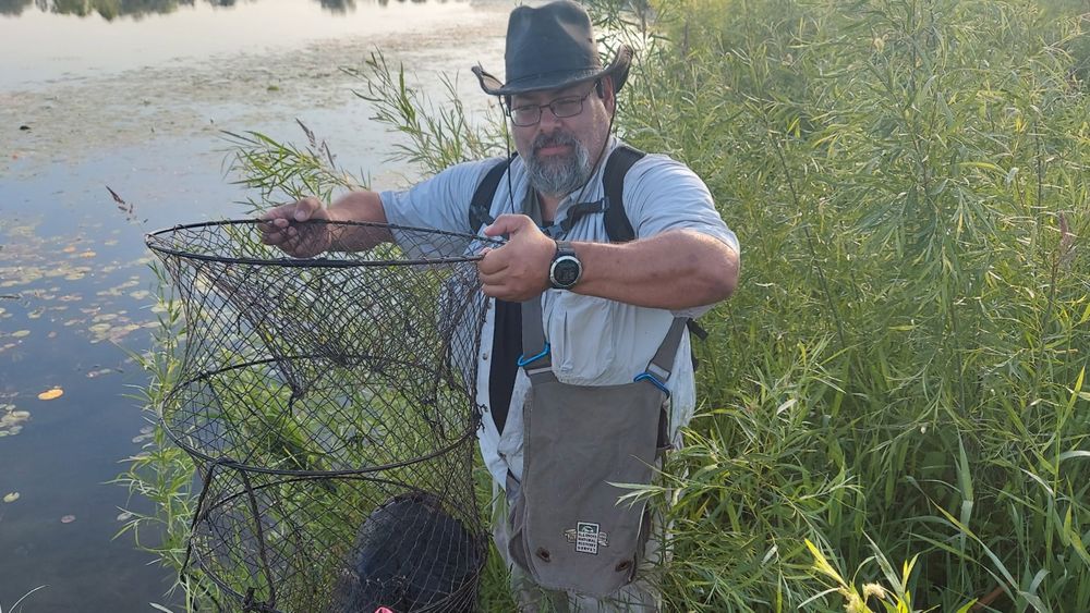 A man wading in a wetland holding a turtle trap.