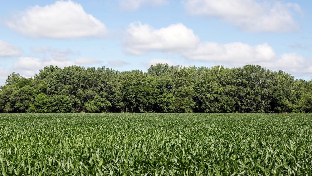 A corn field in the foreground, trees in the background, and blue sky with white clouds.