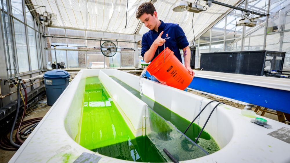 A man pours out an orange bucket into a oval-shaped pool with bright green algae.
