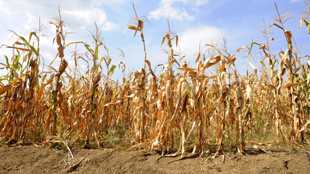 Browned and dry corn stalks standing in a field.