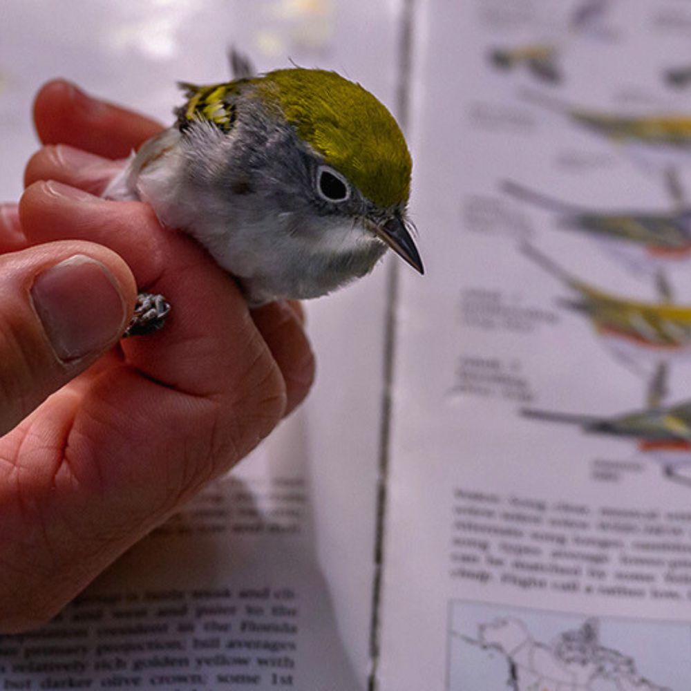 A hand holding a bird with a bird identification guide in the background.