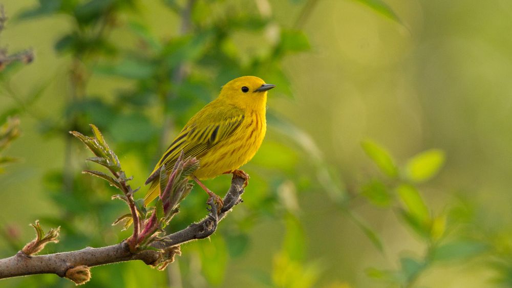 Yellow warbler perched on a tree branch.