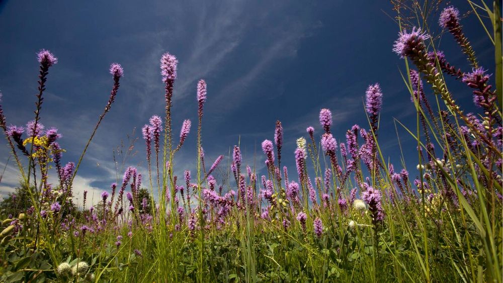 A view looking up from below prairie plants. There are prominent, tall, and purple prairie blazing star flowers. In the background, blue skies.