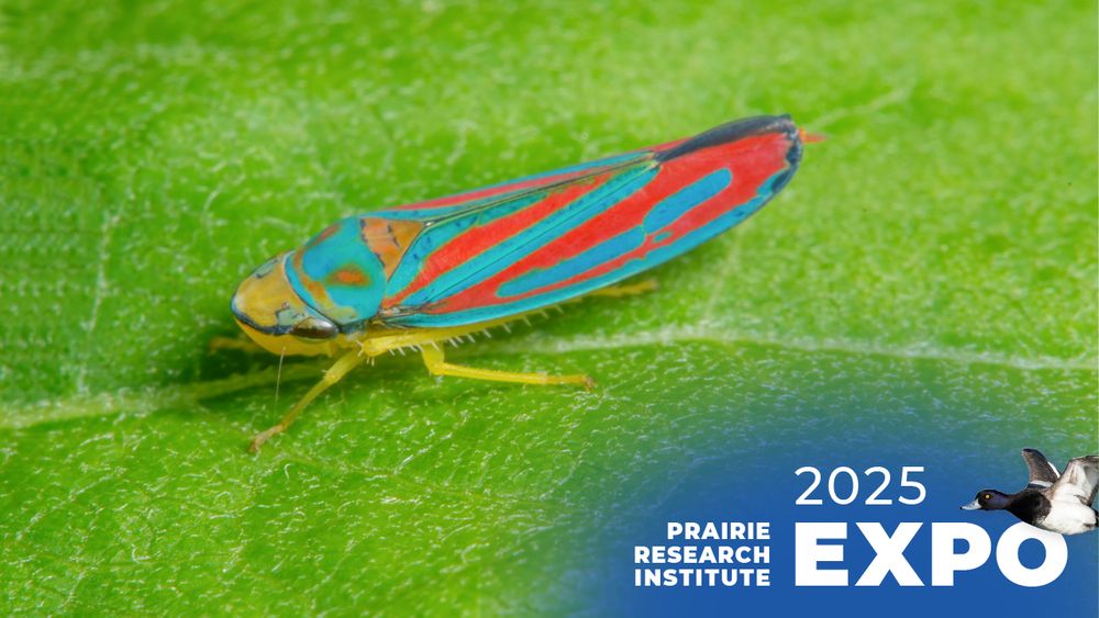 Candy-striped leafhopper