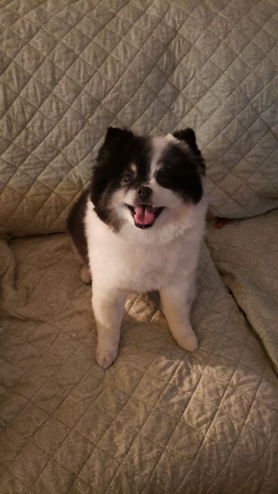 A photograph of black and white Pomeranian sitting on a sofa with a big smiley grin