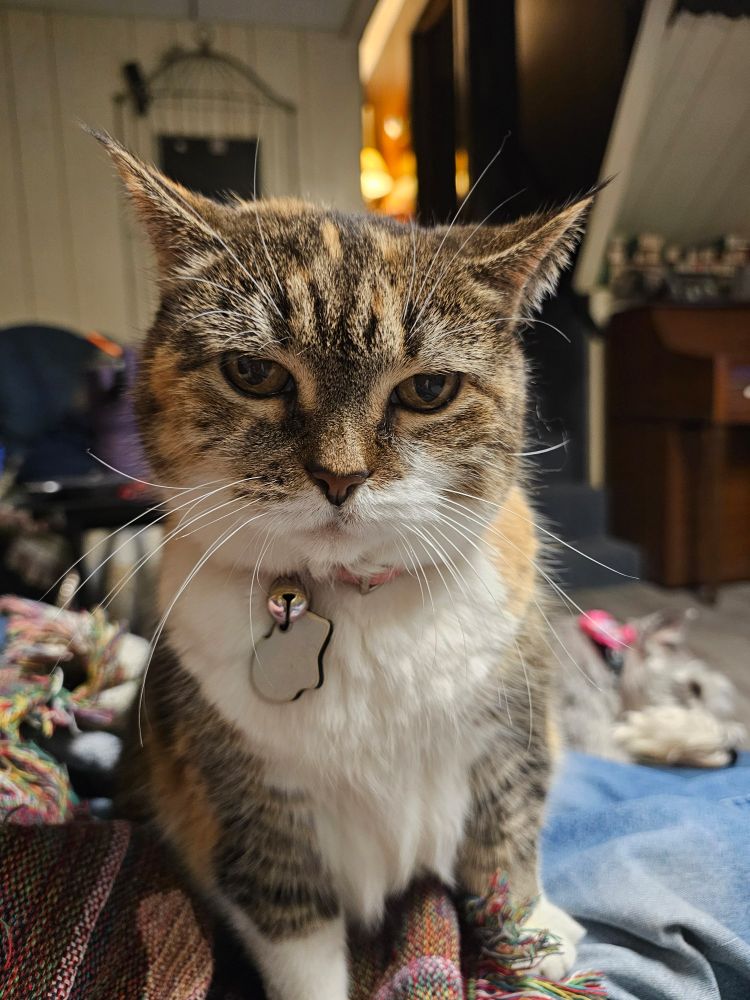 A short haired Torti / calico cat with resting bitch face and turned back ears looking straight into the camera with a light gray schnauzer in a pink collar sleeping on a blanket behind her