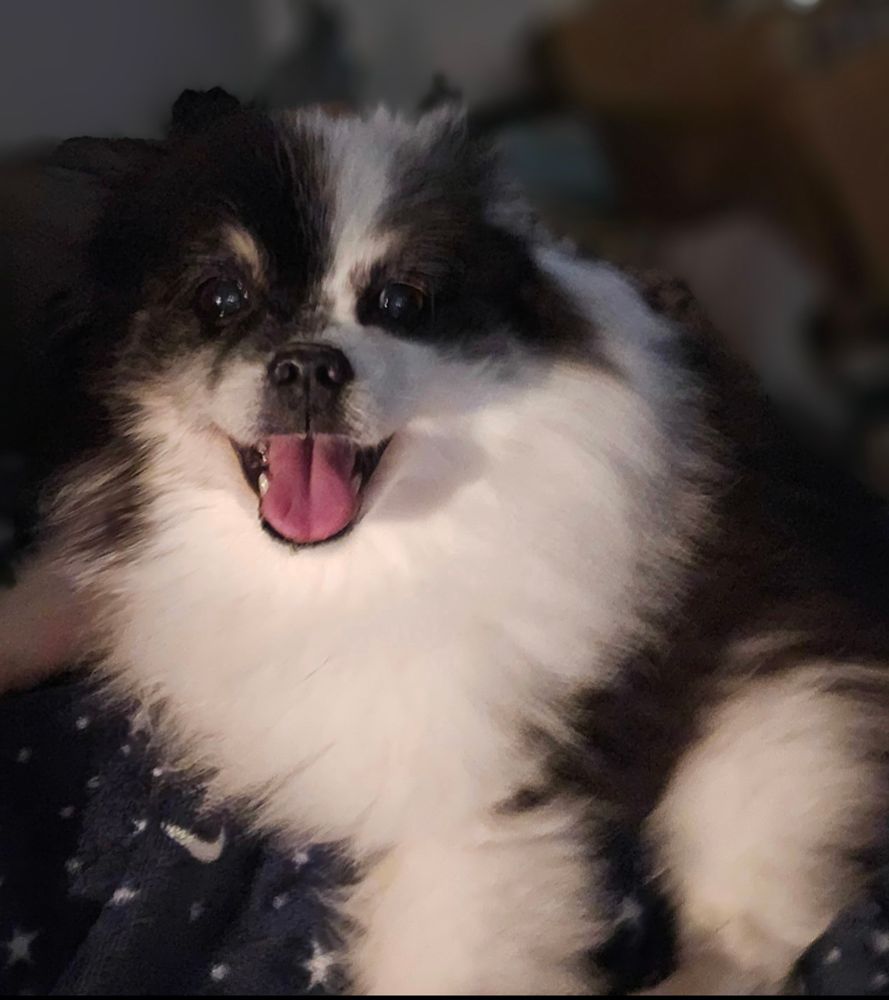 A closeup photograph of Fenway, a black and white parti-color Pomeranian.  His markings are almost very similar to Chase's - white chest, legs and part of his face with the rest of him being mostly black.  He's also got the cutest tan eyebrows and has his mouth open in what looks like a smile.  Fenway joins in on the Caturday celebrations because he was raised by cats & thinks he's one of them. He's very excited to have new kitty friends to bond with & thinks they're the best Christmas present we could have gotten for him!