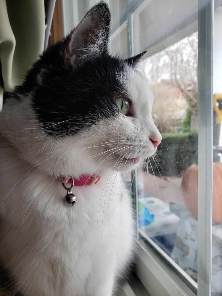 A photograph of a short-haired white and black cat with green eyes, wearing a hot pink collar looking out of a window