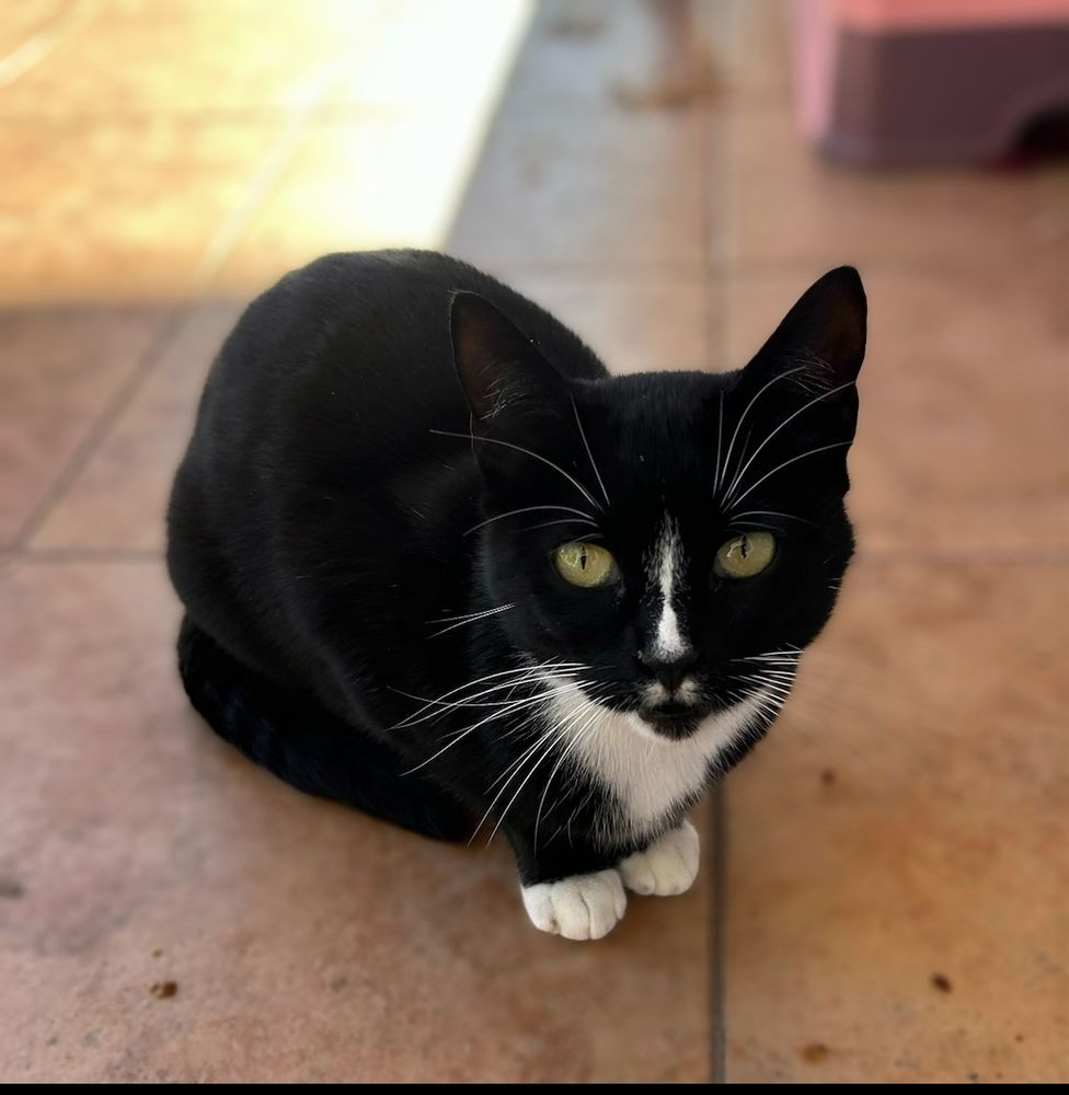 A photograph of Lily, a tiny black and white tuxedo cat sitting on a tan tiled porch shortly before she was rescued.  She is all black with white fur on her paws, chest, chin and a stripe of white down her nose.  Her white mustache makes it look like she's got buck teeth or vampire fangs.  Lily has also perfected the kitty loaf position and Disney princess eyes that make your heart melt.  It's easy to see how she charmed the entire neighborhood. 