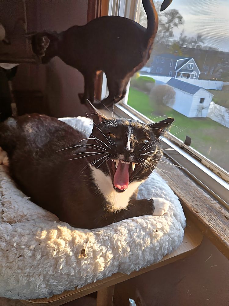 A photo of Lily, a small tuxedo cat, lounging on her cat tree in front of an open window. She's caught mid yawn so she looks like she's going to eat your face off & she has her tongue stuck all the way out.  Her daughter Luna, a solid void cat & the cutest werewolf in the world, is behind her, practicing her "Halloween cat pose"