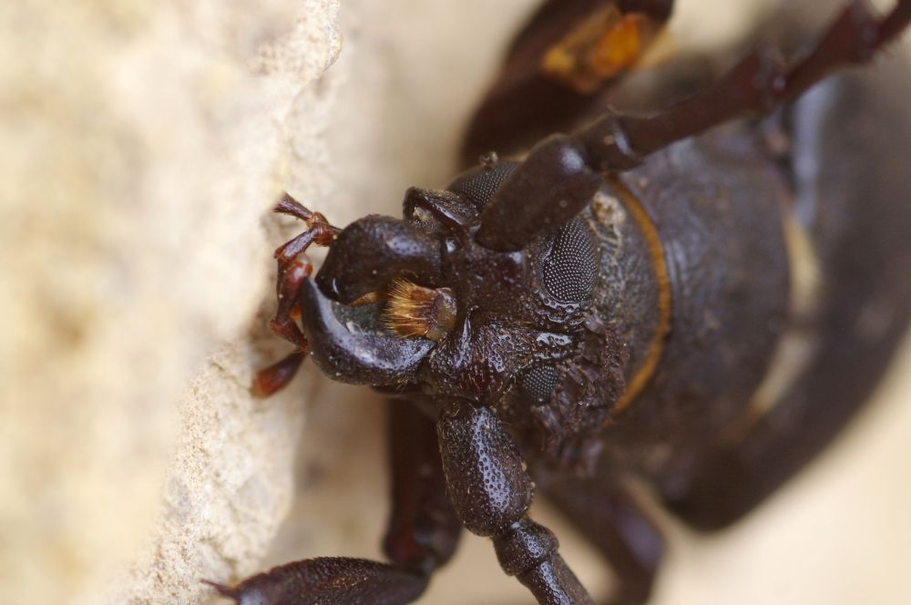 A close up on the head and jaws of the beetle, showing the large mandibles.