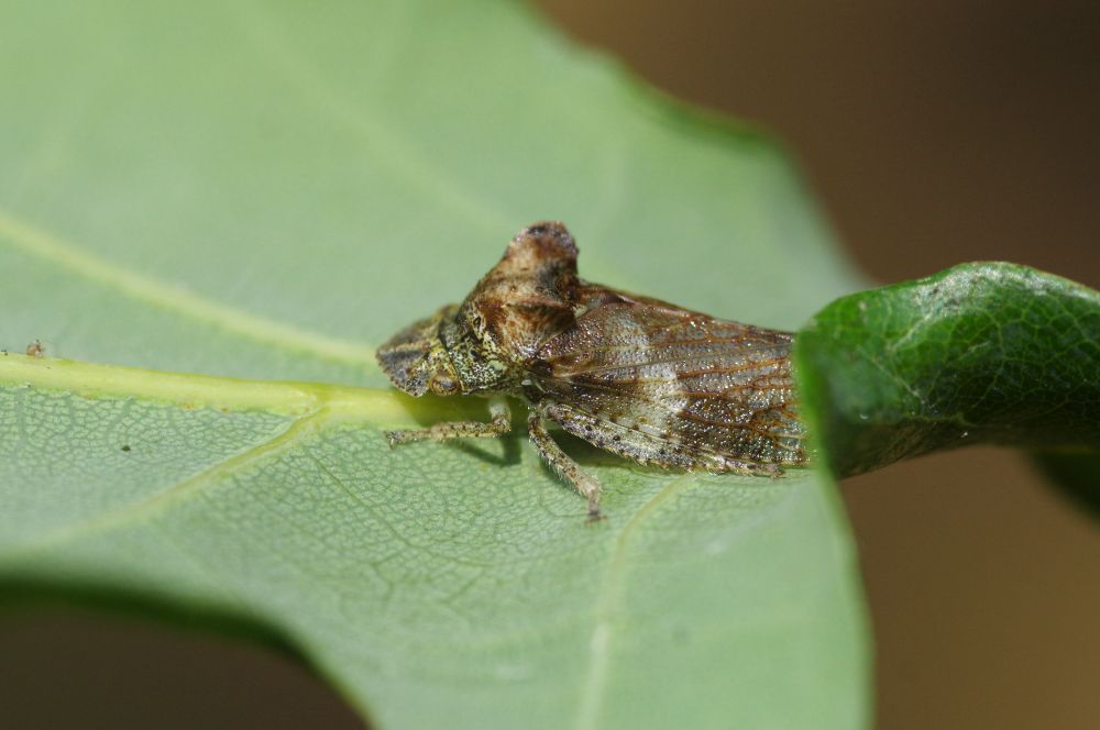 An insect on the underside of an oak leave. The insect has broad flat face leading to two large flattened projections coming of the thorax, which look a bit like rabbit ears. The body is flattened, with bark like textures.