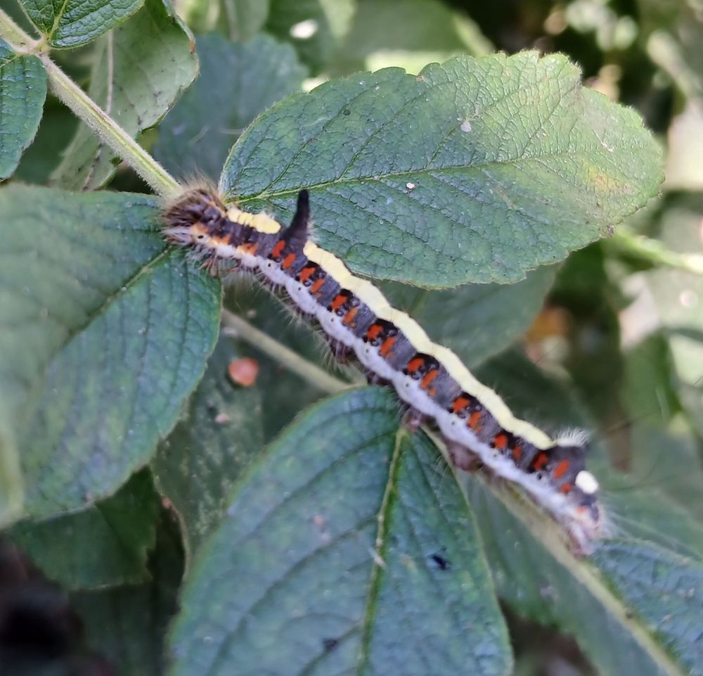 A funky looking Grey Dagger caterpillar on rose leaves. It has a bright yellow stripe down the back, then black with red spots and a white stripe below that. There is a horn like projection sticking up behind the head.