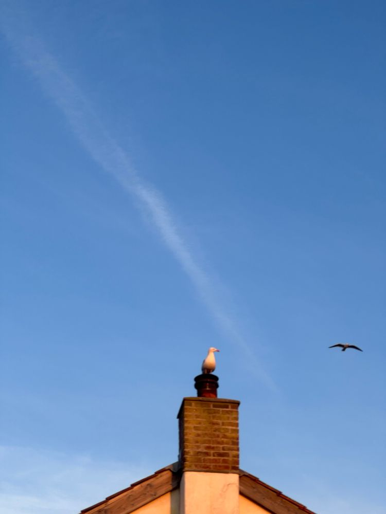 My early morning wake up call is often gulls on the roof ! 
