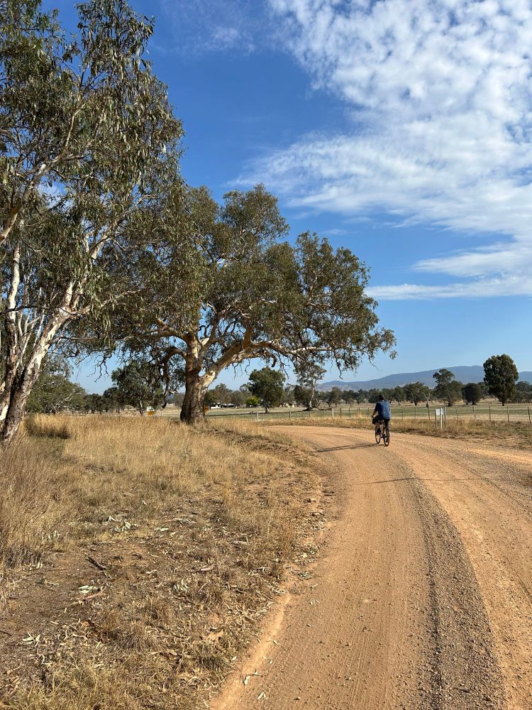 A wide gravel road curves under a gum tree. A person riding a bike pedals through the bend. In the far distance you can see some hills and the sky is blue with some thin whispy clouds. 