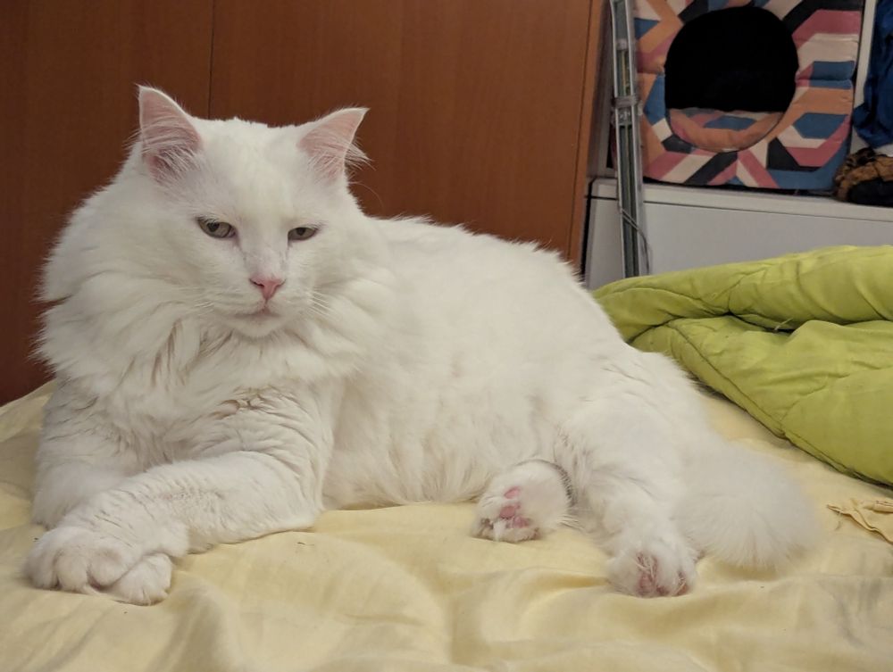 Foto de Travis el gato mirando con altivez