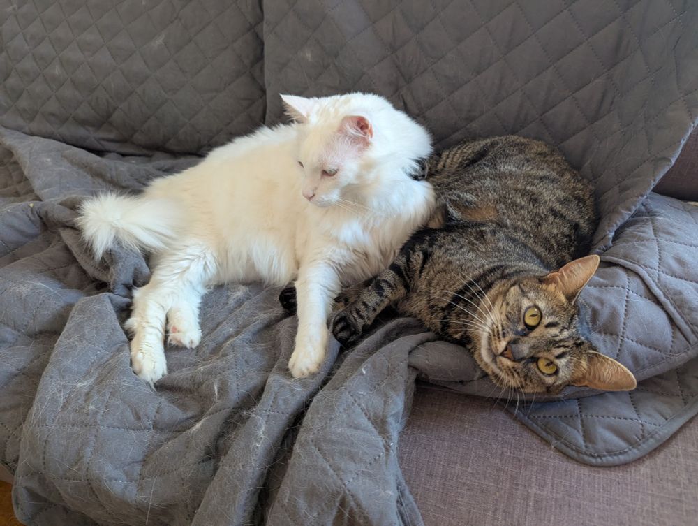 Travis usando a Jota de almohada