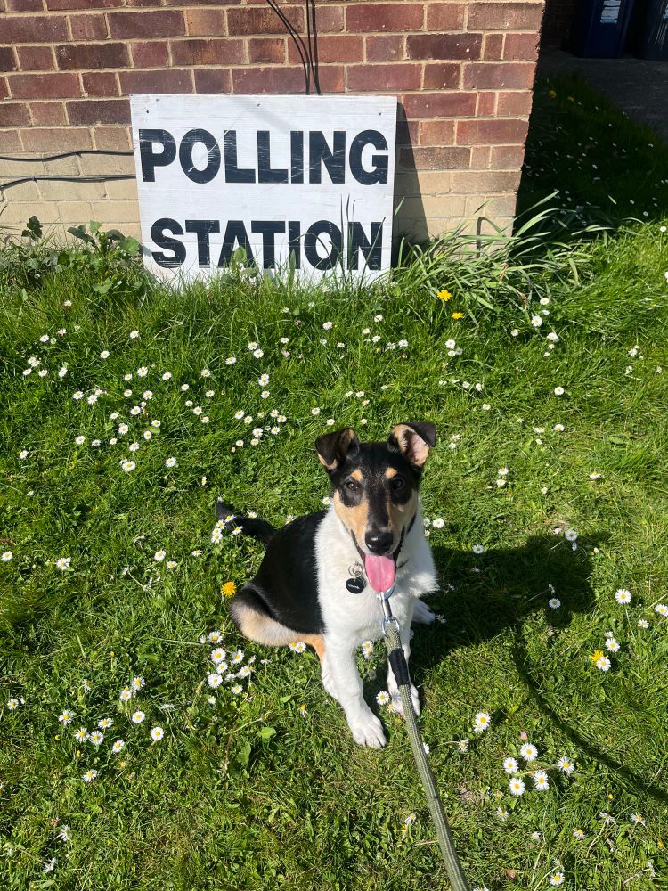 3 month old tricolour smooth collie Cricket in front of a sign saying polling stations surrounded by grass and daisies. He’s sitting down and grinning at the camera.
