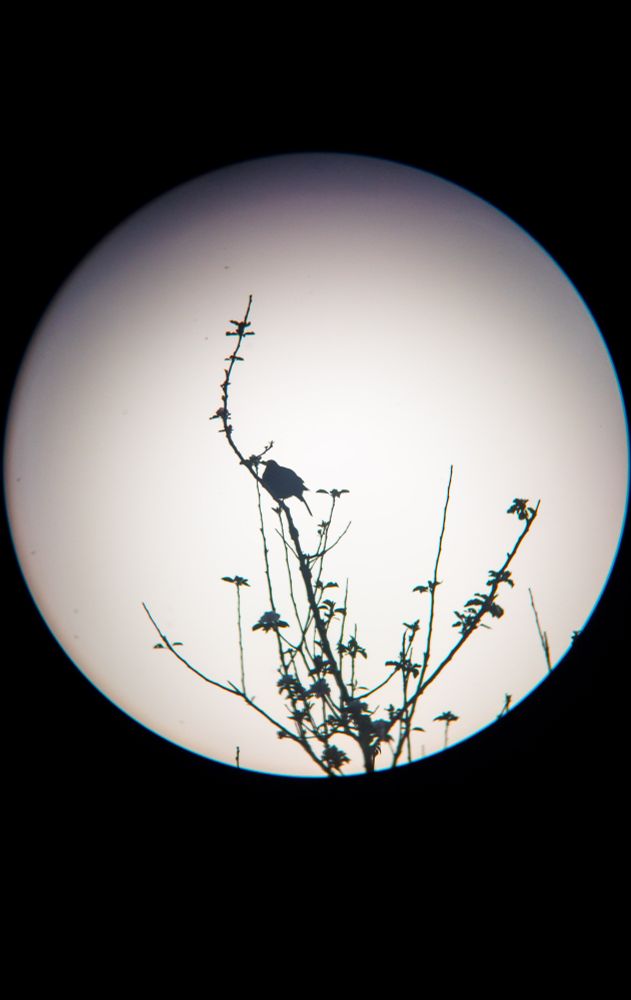 Smartphone image taken through binoculars of a blackbird singing amidst the pear blossom.
