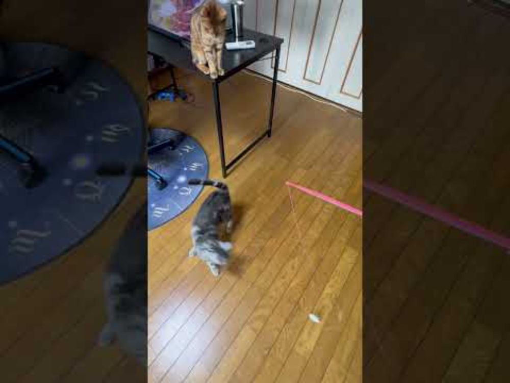 ホップ、ステップ、ジャンプ #shorts