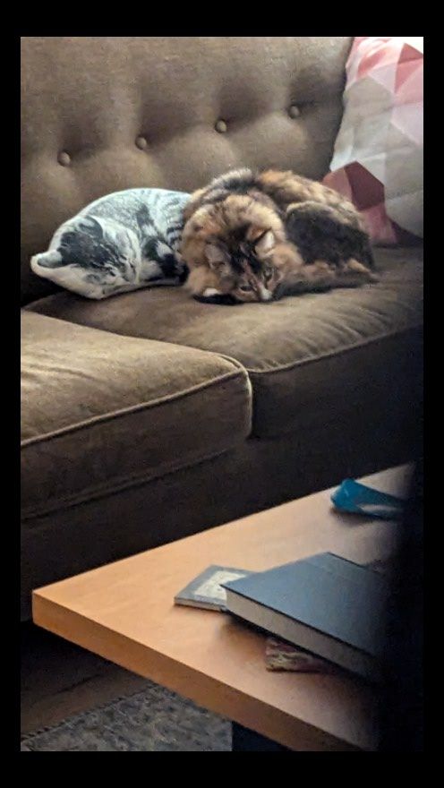 Biscuit (spooning with her very realistic looking Katie Cat pillow), 