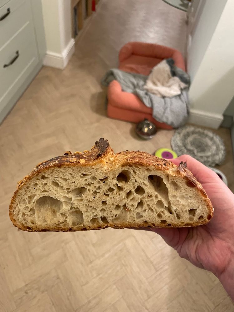 The crumb of a sourdough loaf containing cooked oat porridge, with an array of holes of varying size. 