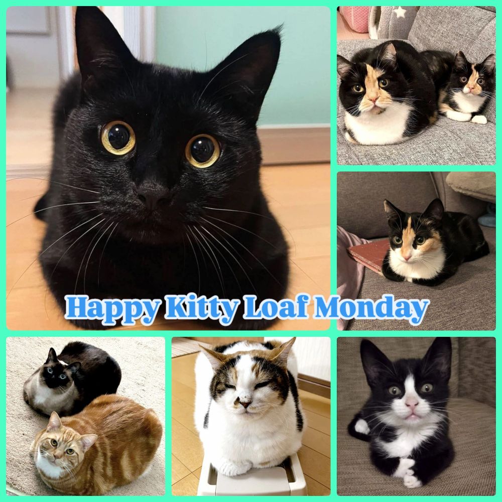 A collage of cats in a loaf position with the caption: Happy Kitty Loaf Monday. 