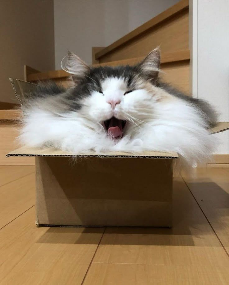 Fluffy cat yawning while sitting in a box. 