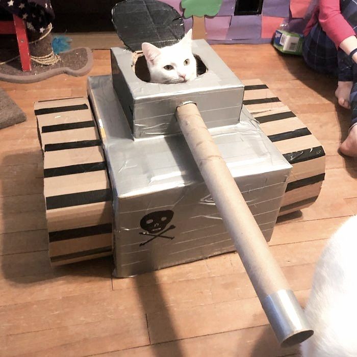 White Cat in tank made of cardboard.