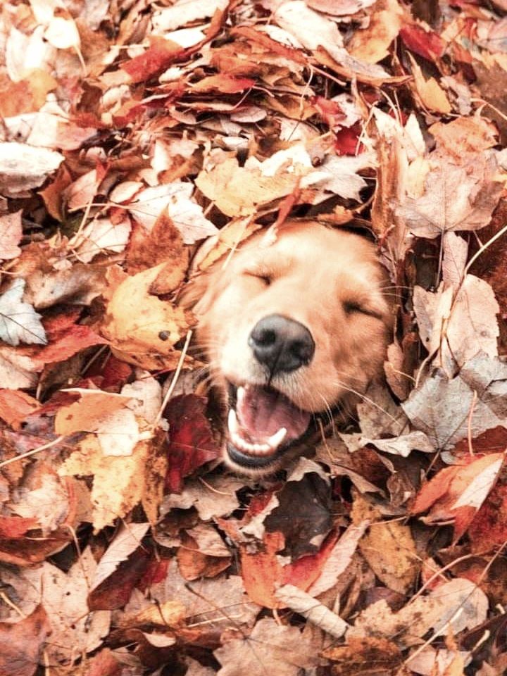 Expressive golden retriever sitting in a pile of leaves. 