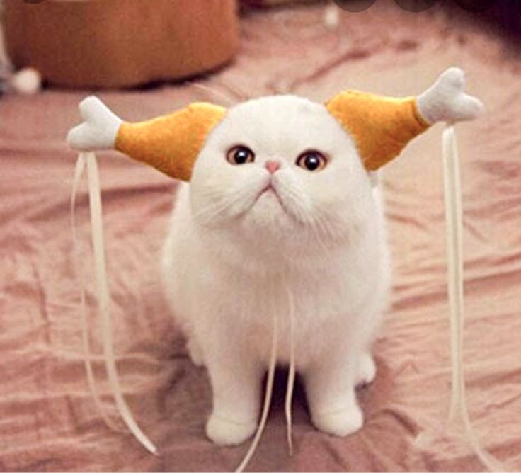White Exotic short-haired cat with turkey drumsticks headpiece 