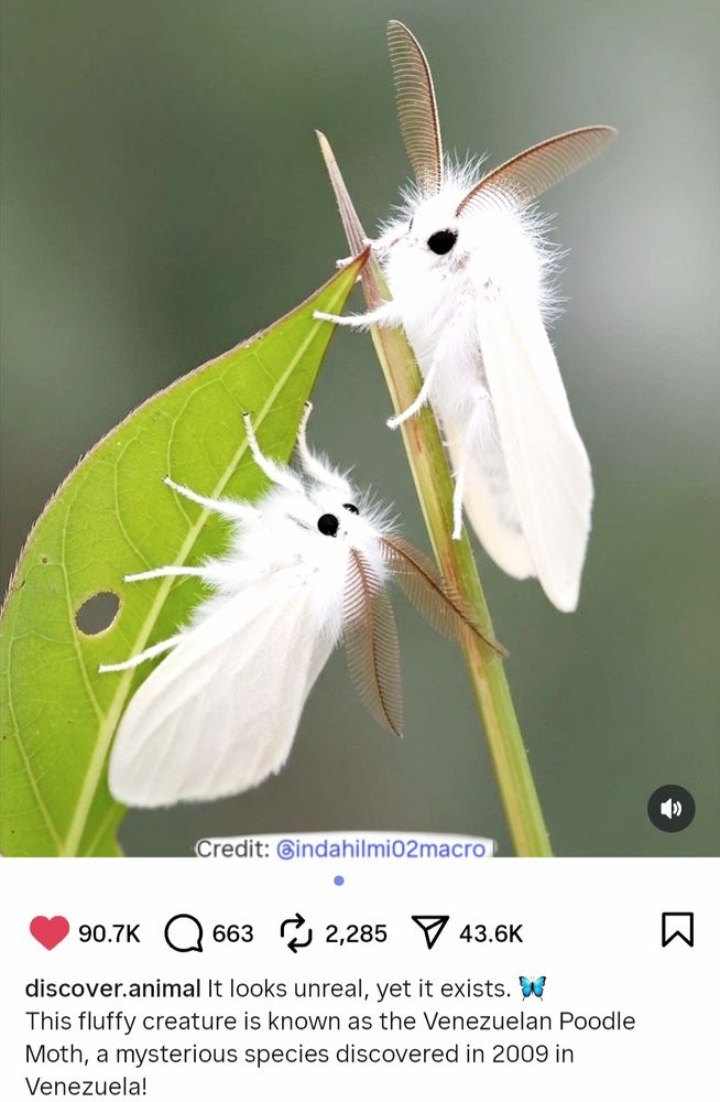 Venezuelan Poodle moth. White all over. Super Cute.