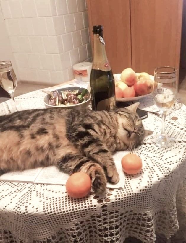 Brown tabby lying on small dining table surrounded by champagne, fruit, and chocolate. 