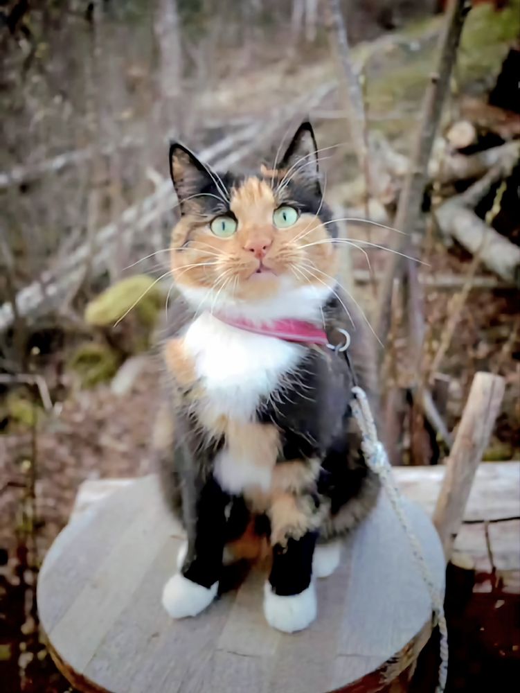 Calico with green eyes sitting on a wooden chair outside. 