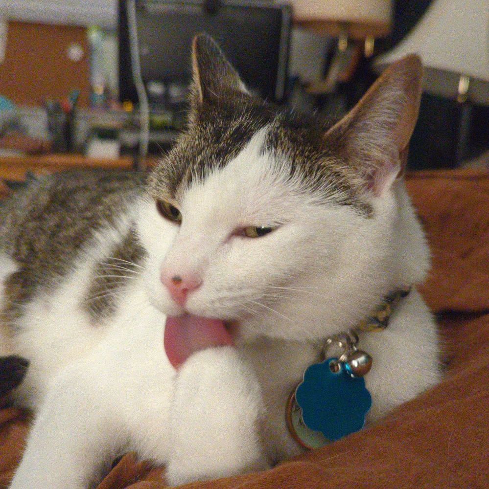 chelsea the cat grooming herself on my bed. her big ole tongue is slorping her paws
